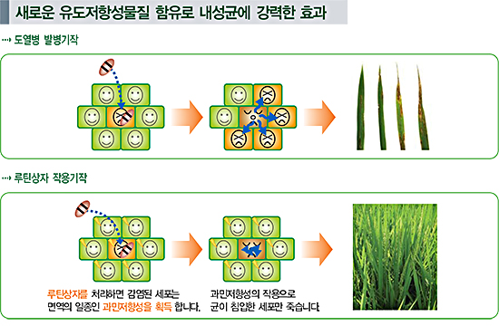 루틴상자 입제의 새로운 유도저항성 물질